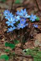 Hepatica nobilis