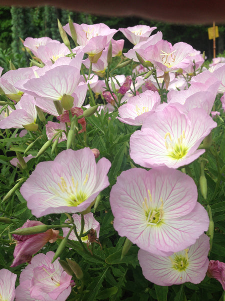 Oenothera 'Siskiyou Pink'