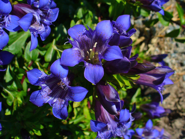 Gentiana septemfida