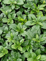 Pachysandra terminalis 'Green Carpet'