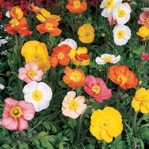 Papaver 'Champagne Bubbles Mix'