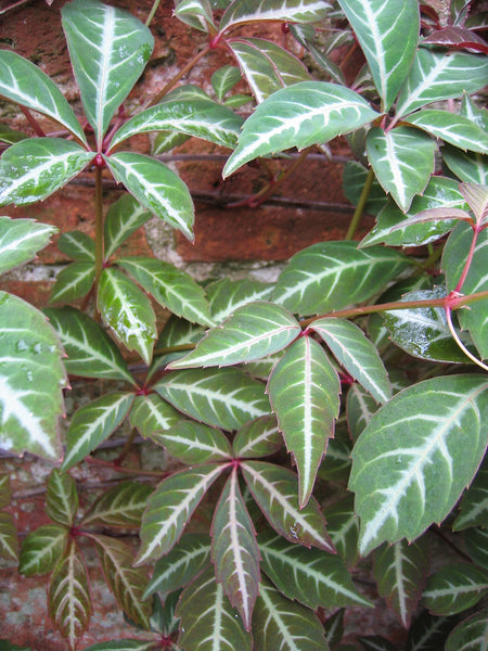 Parthenocissus Henryana (NEW)