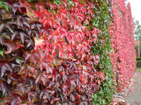 Parthenocissus Tricuspidata Veitchii (NEW)