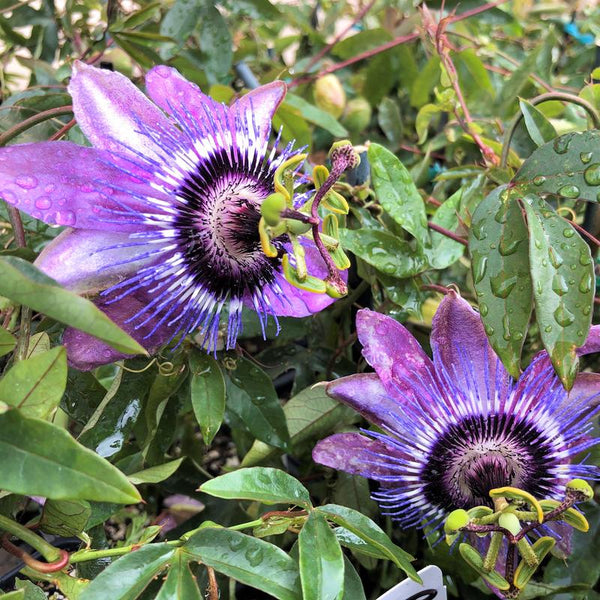 Passiflora Betty Myles Young (NEW)