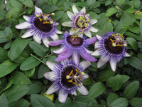 Passiflora ‘Star of Surbiton’ (NEW)