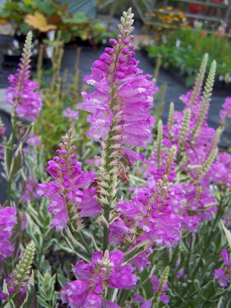 Physostegia virginiana 'Bouquet Rose'