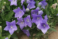 Platycodon grandi. 'Sentimental Blue'