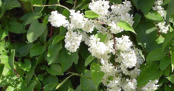 Polygonum Aubertii (Silverlace Vine) (NEW)