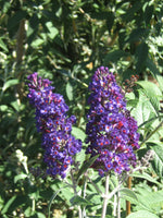 Buddleia davidii 'Black Knight'