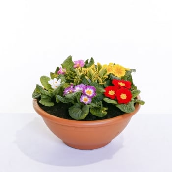 Primula Bowl Planter
