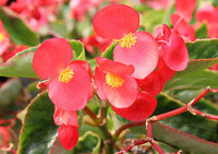 Begonia Dragon Wings