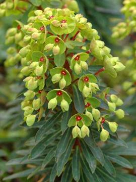 Euphorbia martinii 'Tiny Tim'