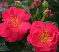 Rosa 'High Flyer' (NEW)