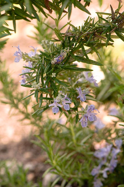 Rosmarinus officinalis