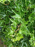 Ivy Hedera helix 'Ivalace'