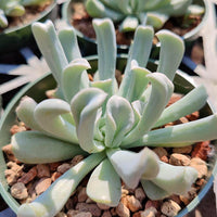 Echeveria 'Topsy Turvy'