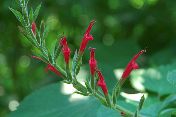 Salvia elegans