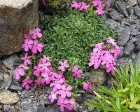 Saponaria 'Bressingham Hybrid'