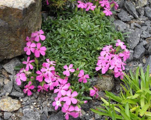 Saponaria 'Bressingham Hybrid'