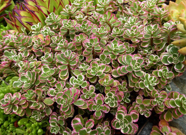 Sedum spurium 'Tricolour'
