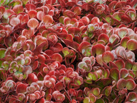 Sedum tectractinum 'Coral Reef'