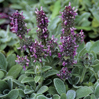 Stachys 'Silkie Fleece'