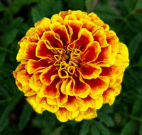 Tagets Marigold