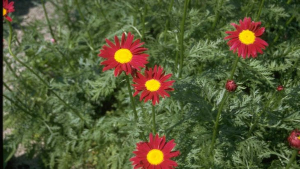 Tanacetum coccineum 'James Kelway'