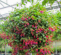 Fuchsia Hanging Basket