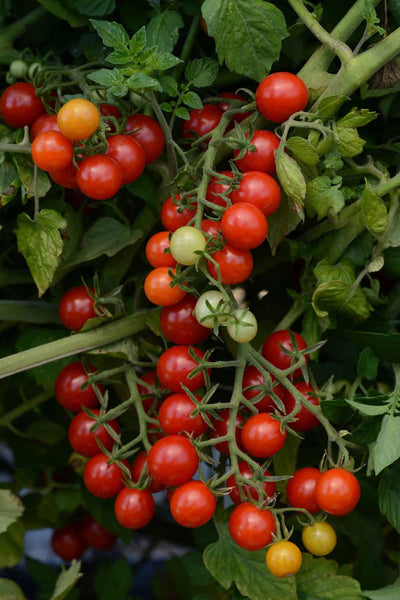 Tomato 'Candyland Red' (NEW)