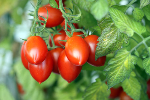 Tomatoe 'Roma'
