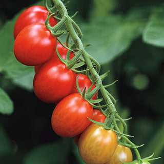 Tomatoe 'Sugar Rush'