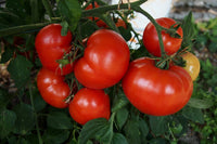 Tomatoe 'Fantastic'