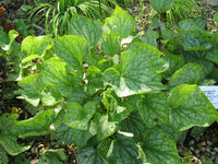 Brunnera macrophylla