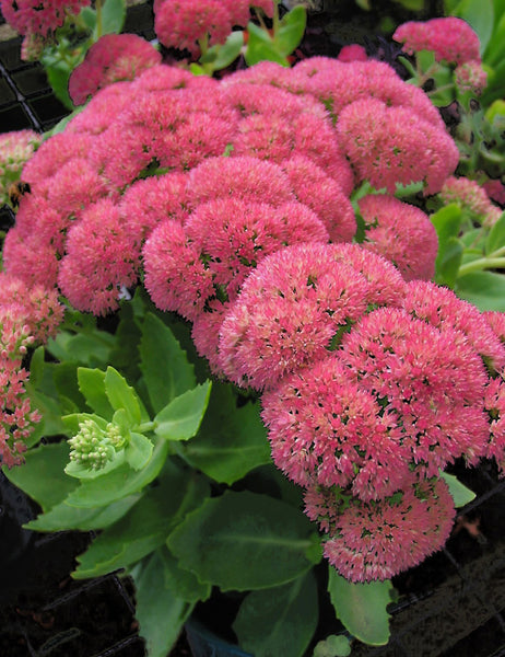 Sedum spectabile 'Autumn Joy'