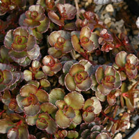 Sedum spurium 'Dragon's Blood'