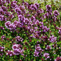 Thyme praecox 'Purple Carpet'