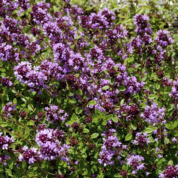 Thyme praecox 'Purple Carpet'