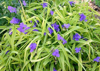 Tradescantia virginiana 'Blue & Gold'