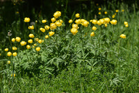 Trollius europaeus