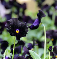 Viola 'Jet Black'