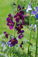 Verbascum phoeniceum 'Violetta'