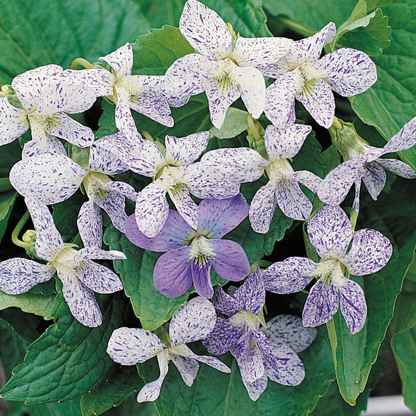 Viola cucullata 'Freckles'