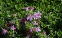 Thyme serpyllum 'Elfin'