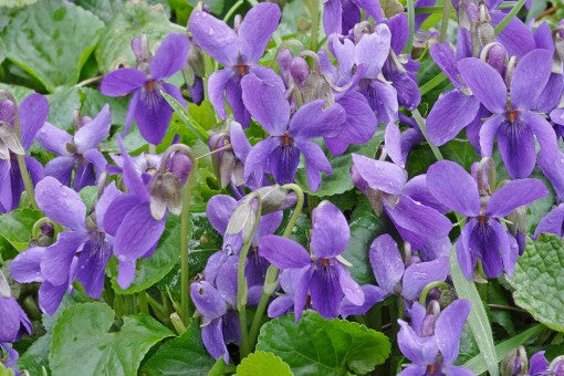 Viola odorata 'Wild Form'