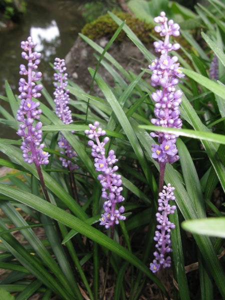 Liriope muscari