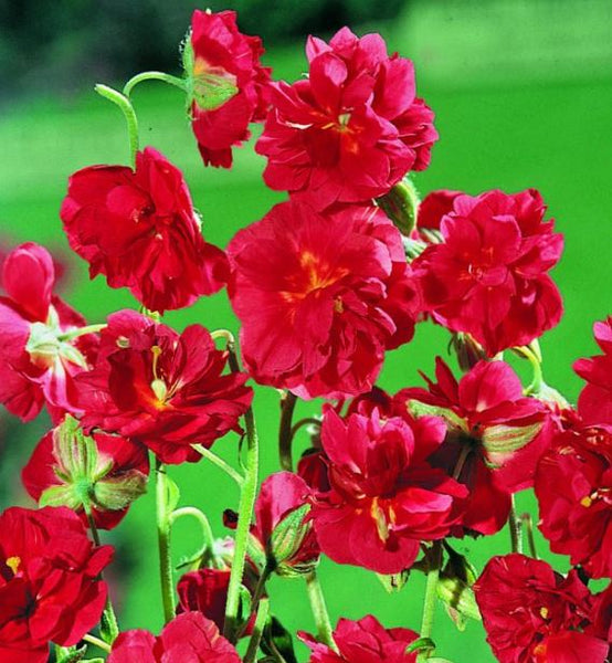 Helianthemum 'Double Red Fireball'