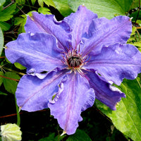 Clematis 'Lord Neville' (NEW)