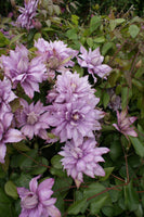 Clematis 'Mrs Spencer Castle' (NEW)