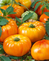 Tomatoe 'Chef's Choice Orange'
